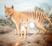 Tasmanian Tiger – Extinct or Merely Elusive – Andy Park – Australian Geographic 1986
