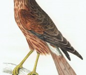 New South Wales Harrier – c1826 (Circus Assimulis) Sir William Jardine