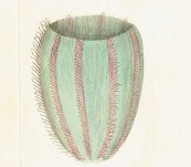 Funnel Medusa – Shaw and Nodder – c1800