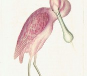 Rose-Coloured Spoon-Bill – Shaw and Nodder – 1792