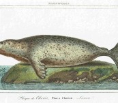 Earless or True Seal – Vauthier – 1820