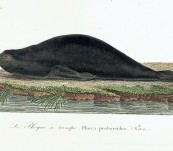 Elephant Seal – Vauthier -1820
