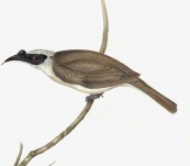 Silver-Crowned Friar Bird (Tropidorhynchus Argenticeps) John Gould – Birds of Australia