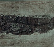 Museum Quality Fossil Bowfin Fish from the Messel Pits, Germany