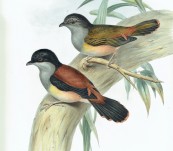 Rufous-bellied Pteruthius  (Pteruthius Rufiventer) John Gould – The Birds of Asia