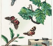 Eyed Hawk Moth and White Sating Moth – Hand Coloured Engraving – Moses Harris – 1840
