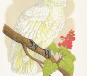 Lesser Lemon-Crested Cockatoo – Greene’s Parrots – 1884