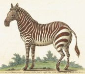 Zebra – George Edwards – 1744