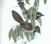 Western Whipbird (Psophodes Nigrogularis) John Gould – Birds of Australia 1840
