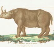 Two-Horned Black Rhino – Shaw and Nodder – 1800