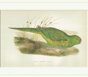 Tasmanian Ground Parrot – Greene – 1884