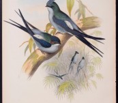 Wallace’s Tree Swift  (Dendrochelidon Wallacei ) John Gould – The Birds of Asia – 1860