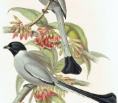 Hooded Racket-Tailed Magpie (Crypsirhina Cucullata) From Burma – John Gould – The Birds of Asia – 1860′s