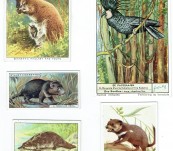Australian Natural History Trade Cards
