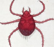 Scarlet Mite (Autumnal Acarus) by Shaw & Nodder – 1790