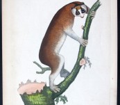 Slow-paced Dwarf Lemur – by Shaw & Nodder -1790