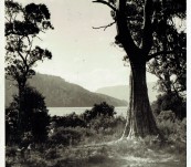 Original Photograph Lake St Clair – Tasmania – by Peggy C Macintyre