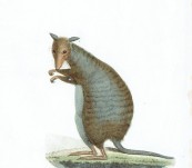 Banded Hare-wallaby or Munning – Lesson – c1830