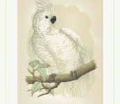 Great White-Crested Cockatoo – Greene – 1884