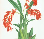 Ada Aurantiaca (Orchid from South America) –  Nugnet Finch for Warner 1882
