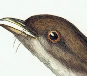 Australian Bristlebird  (Dasyornis Australis) [Endangered] – Sir William Jardine – 1826