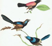 Australian Fairywrens –  Sir William Jardine – 1826