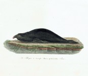 King Island Elephant Seal (Le Phoque a trompe) – Vauthier -1820