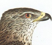 Falco Gallinarius (Northern Harrier)  – Johann Susemihl – 1797 to 1810