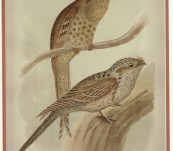 Australian Frogmouths  – Broinowski – 1890