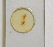 Antique Microscope Slide – Human Fleas – E Bryan c1900