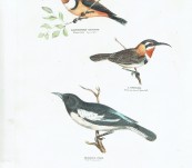 Silvester Diggles – Australian Birds – Pied Honey-eater, Slender-billed Spine-bill and the White eye-browed Spine-bill