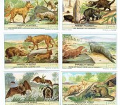 Australian Mammals – Trade Cards over 100 Years Old