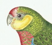 Western Rosella (Platycerous Stanlayii) –  Sir William Jardine – Published in 1826