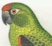 Jardine Parrot – By Fawcett for Greene – 1884