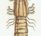 Slipper Lobster [Scyllarus Arctus] Ovel Tailed Lobster – 1802 – by Shaw & Nodder