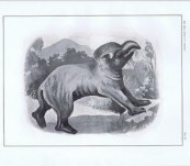 A Monograph of Nototherium Tasmanicum – H. H. Scott – 1915