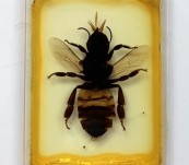 Prepared Microscope Slide – Whole Worker Bee – 100 Year Old