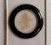South Australia – Marine Bryozoan – Antique Microscope Slide – Ernest Hinton – 150 Years Old