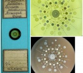 Antique Microscope Slide – Exhibition Standard – Arranged Diatoms with Spicules of Syncyota Holothuriale [Sea Cucumber] – W. A Firth – c1890.
